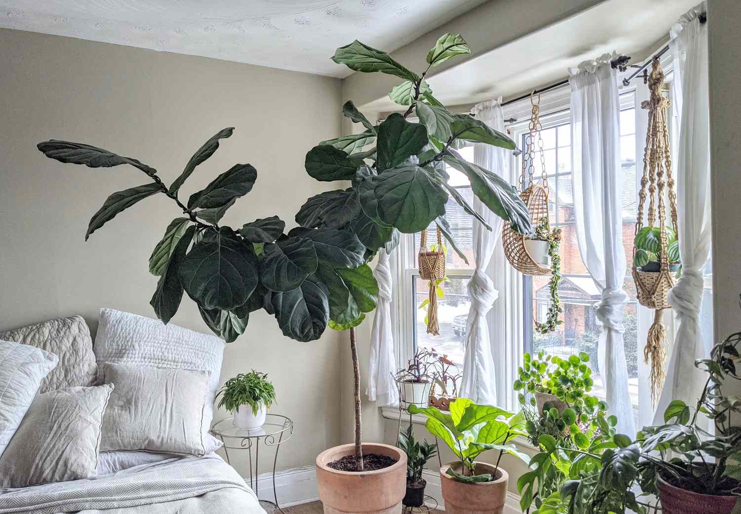 วิธีช่วย houseplants ของคุณในฤดูหนาวนี้