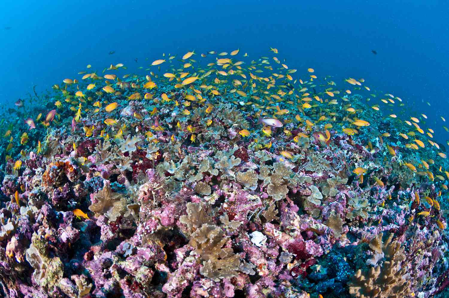海底 10 種令人驚嘆的植物和海洋生物
