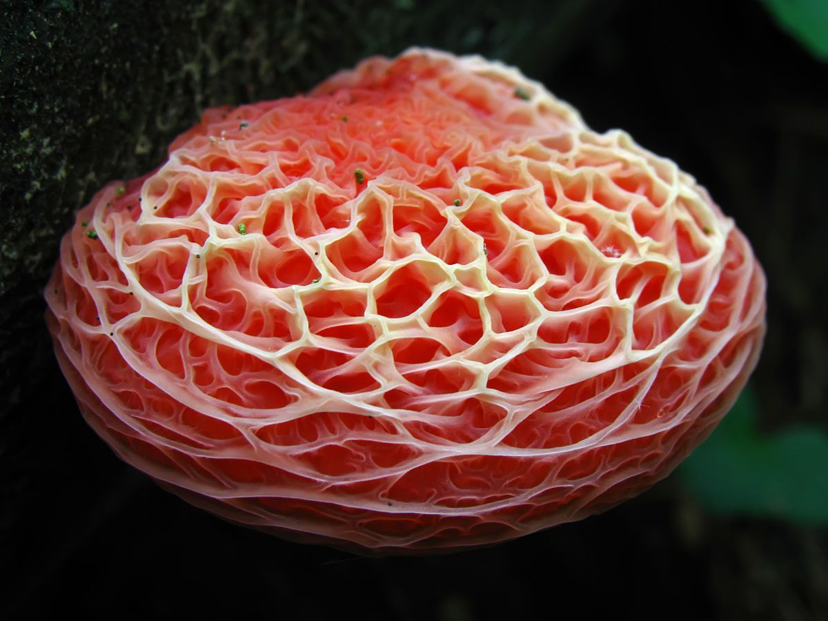11 種色彩繽紛的蘑菇和其他神奇的真菌