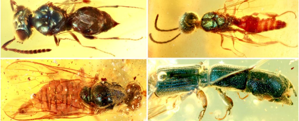 昆虫的耀眼色彩在缅甸琥珀中保存了 9900 万年