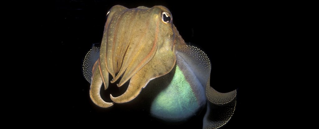 Cephalopods ผ่านการทดสอบการรับรู้ออกแบบมาสำหรับเด็ก