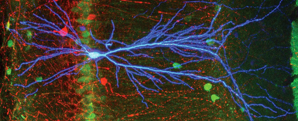 在重大发现中，科学家们发现神经细胞以“错误”的方向发送信息