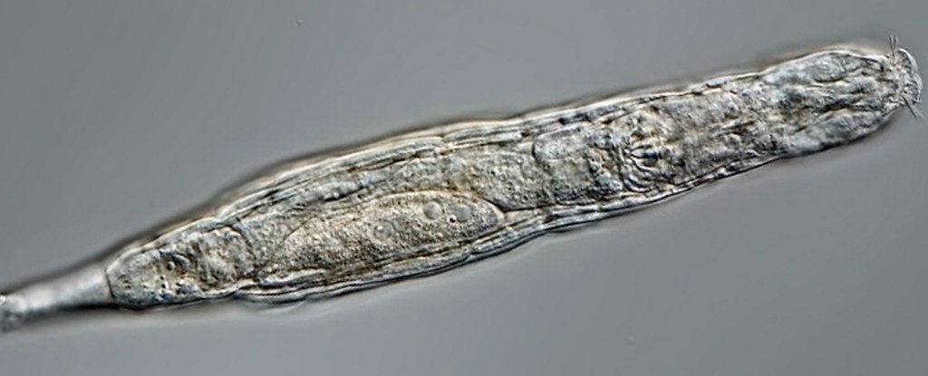 这些微小的生物在西伯利亚永久冻土层冻结了 24,000 年后又复活了