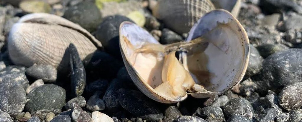 加拿大致命热浪过后，数千只海洋生物被发现被活活煮死