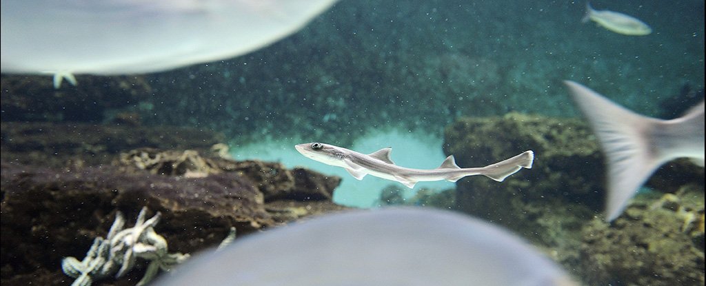 在全雌性水族箱中出生的小鲨鱼可能是该物种中首个“处女分娩”