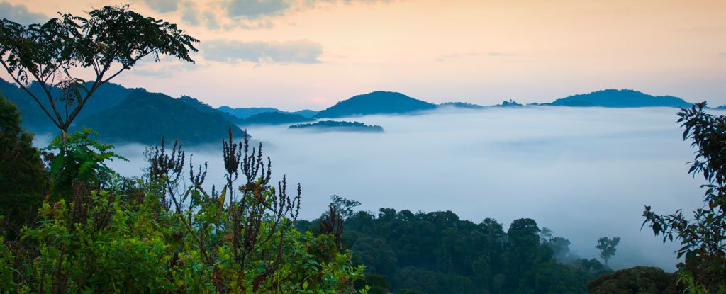 非洲山地森林储存的碳比我们想象的要多，但它们正在迅速消失