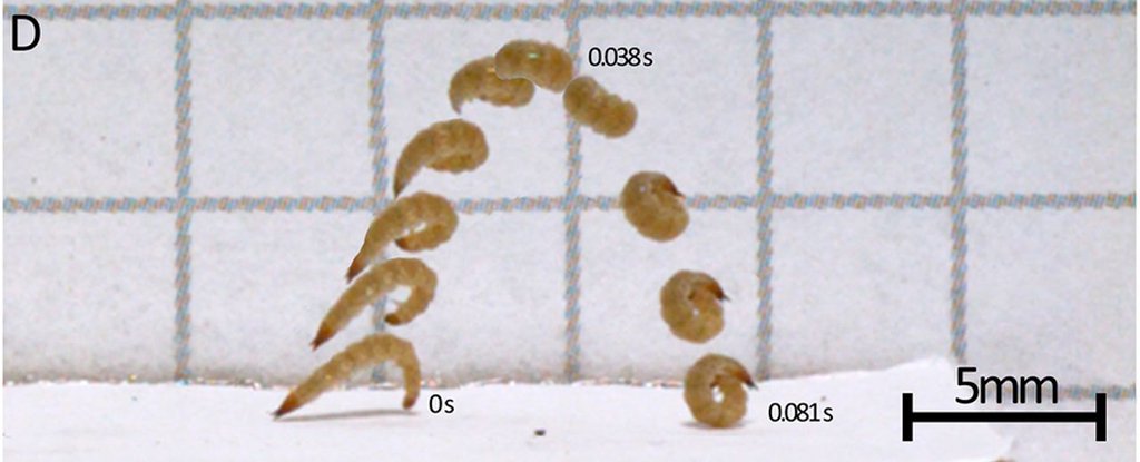 美国大学校园内的甲虫幼虫被发现以完全未知的方式跳跃