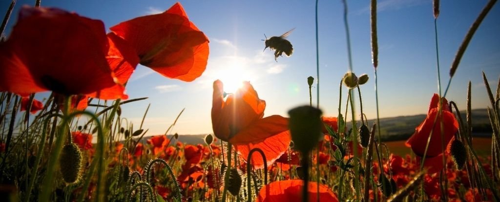 英国的鲜花盛开时间比 20 世纪 80 年代提前了整整一个月