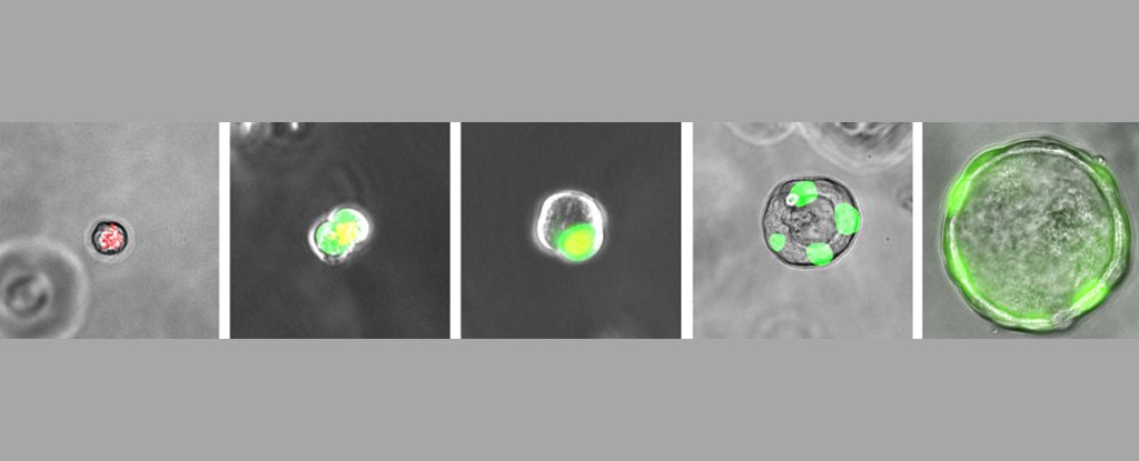 科学家发现人体中隐藏着一种全新类型的细胞