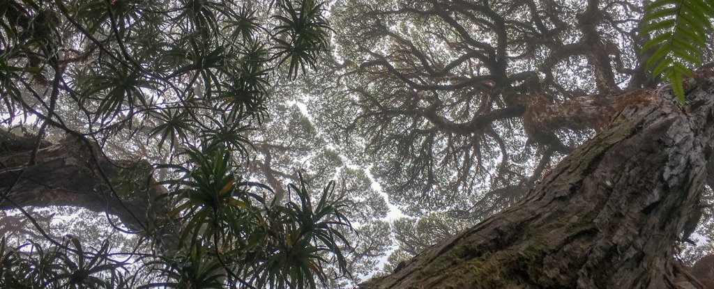 气候变化杀死雨林树木的时间比我们想象的要长