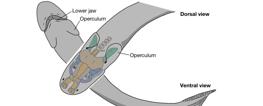 科学家认为这种奇怪的鱼状生物可能是我们的远古祖先之一