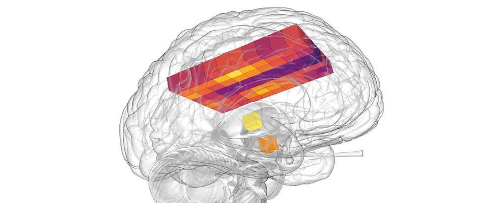 科学家发现人脑运行温度比我们想象的要高得多