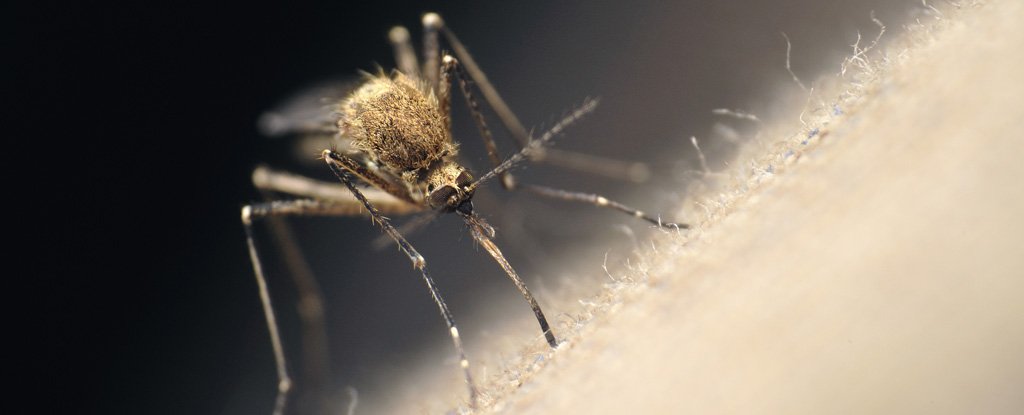 小鼠研究发现，这些微生物会让你对蚊子更有吸引力