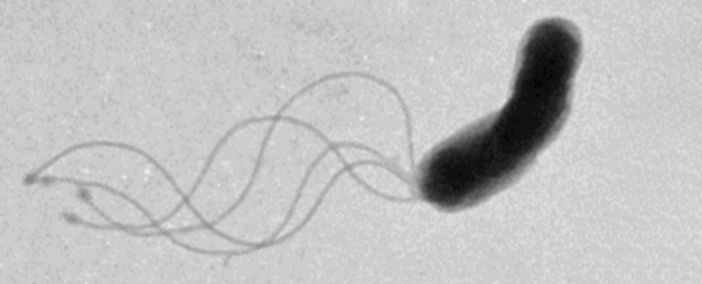 50 年后，科学家终于弄清楚细菌实际上是如何移动的