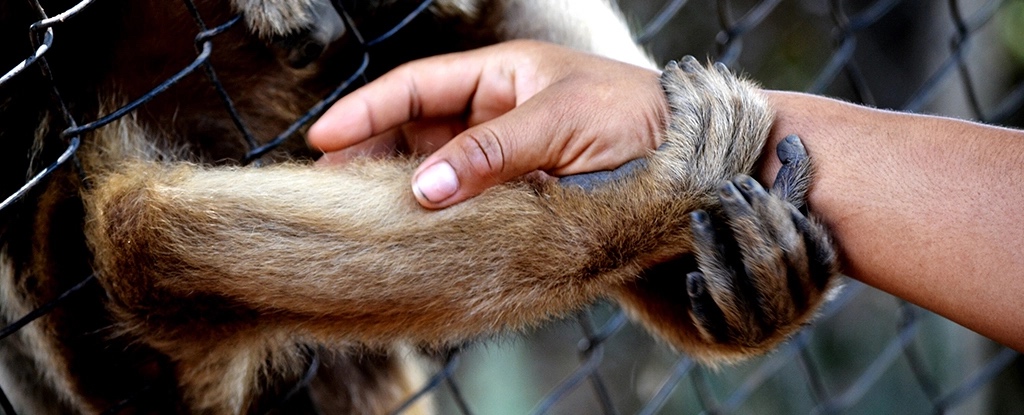 疫情來臨時，動物園關閉，動物開始表現不同