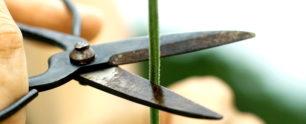 植物真的会大声“尖叫”。 直到现在我们才听说过。