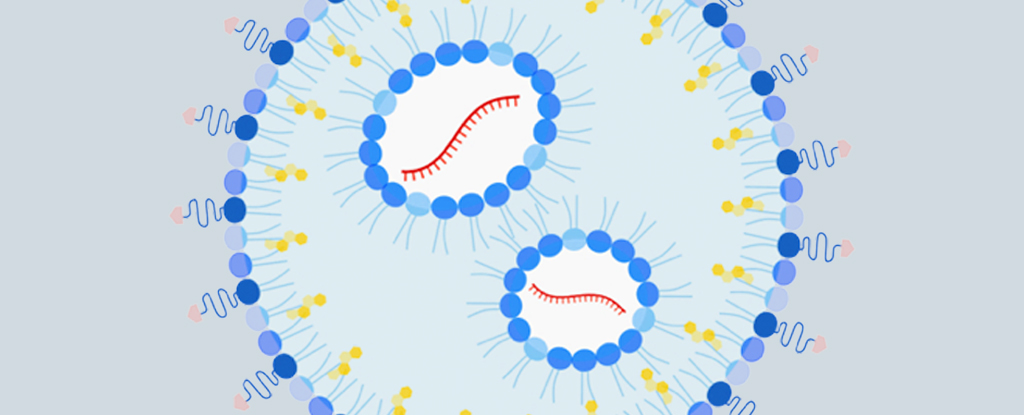 突破性的 mRNA 疗法似乎可以预防和治疗小鼠花生过敏