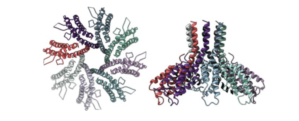 CRISPR 以完全意想不到的方式保护细菌免受病毒入侵