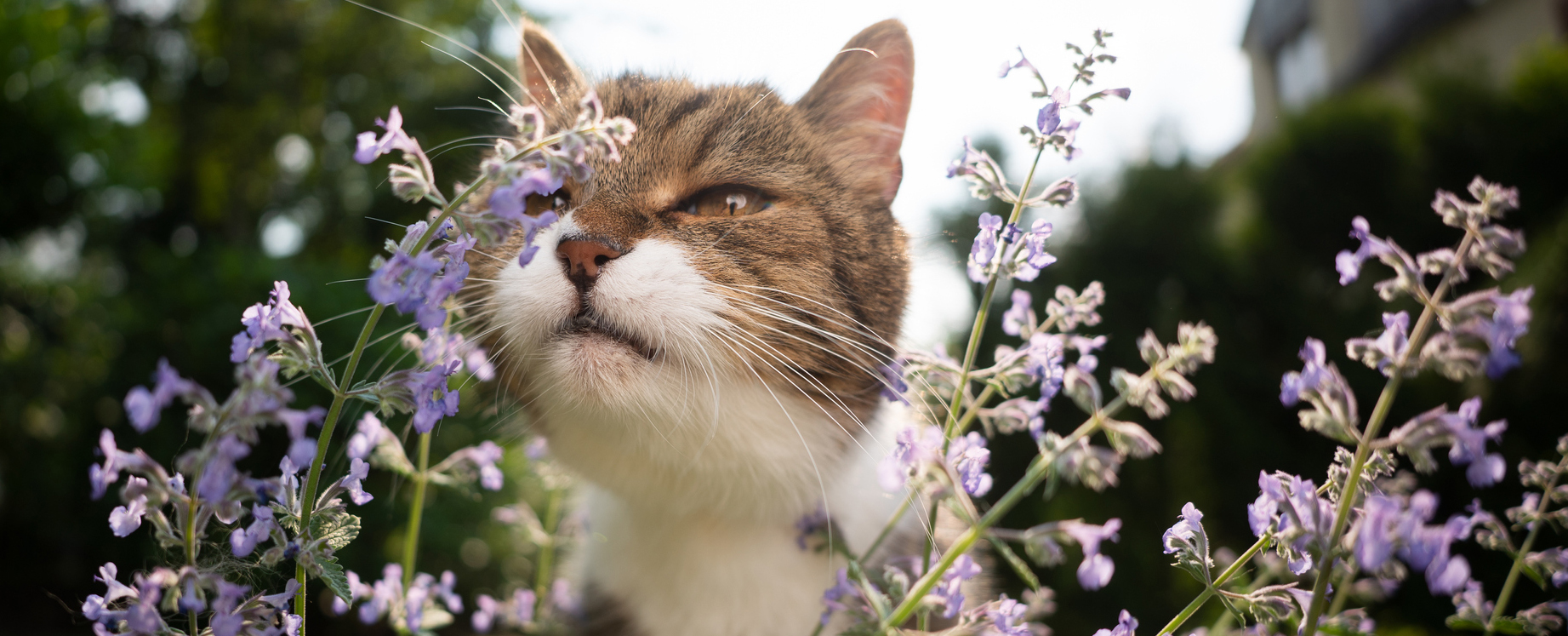 猫薄荷是一种改变猫思维的药物吗？ 专家解释。