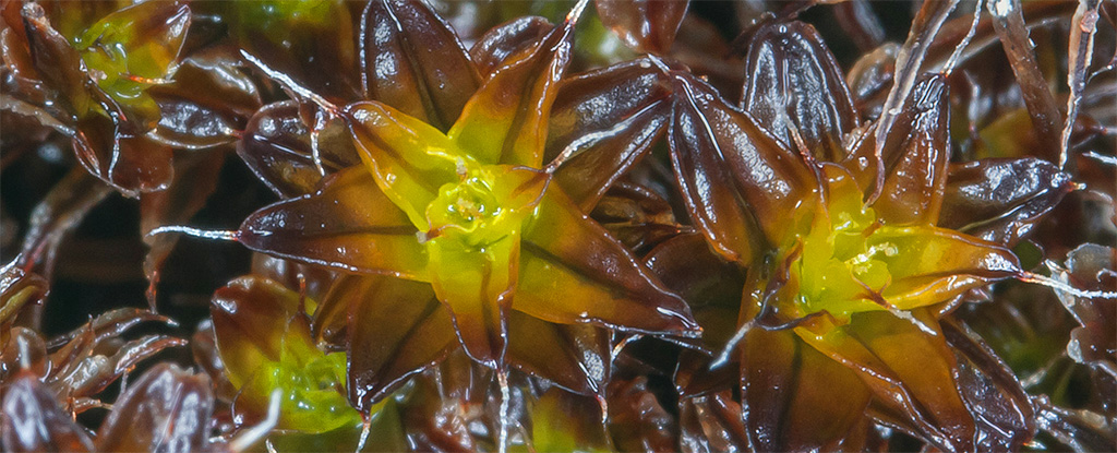 这种植物非常极端，科学家认为它可以在火星上茁壮成长