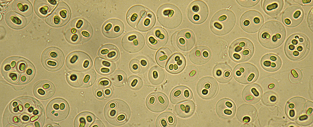 人工甜味剂可能会对微生物造成严重破坏