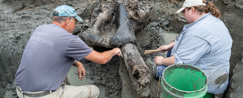 爱荷华州发现 13,600 年前的乳齿象化石可能为灭绝提供线索