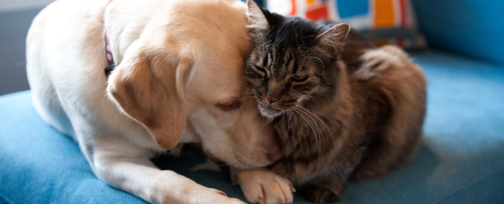 当同伴的宠物去世时，猫会表现出悲伤的迹象……甚至是狗