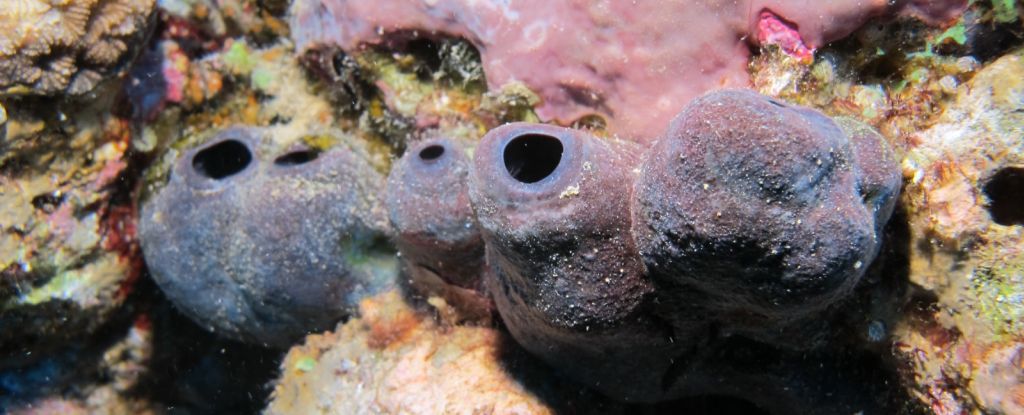 稀有海洋生物囤積有毒金屬作為迷人的生存策略