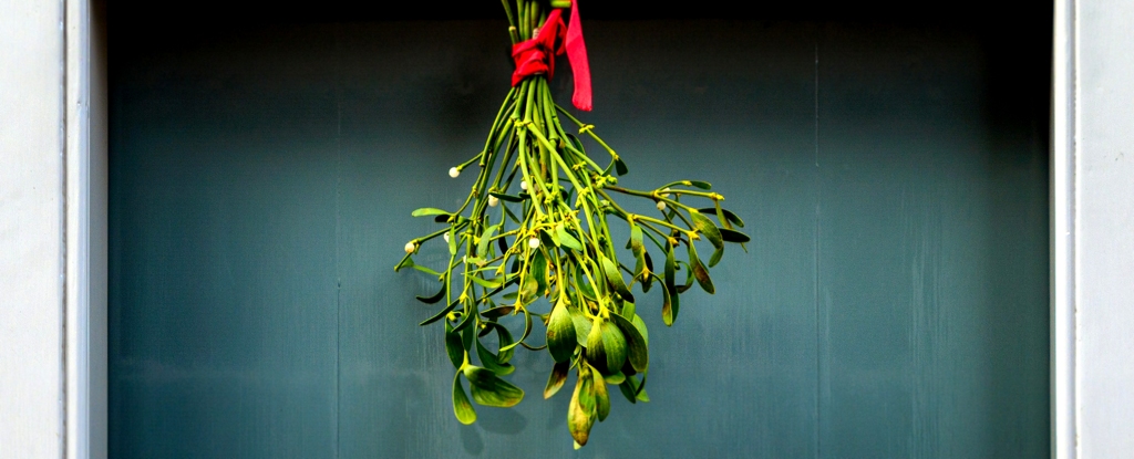 Mistletoe มีผลการรักษาที่ทรงพลังอย่างน่าประหลาดใจจริงๆ