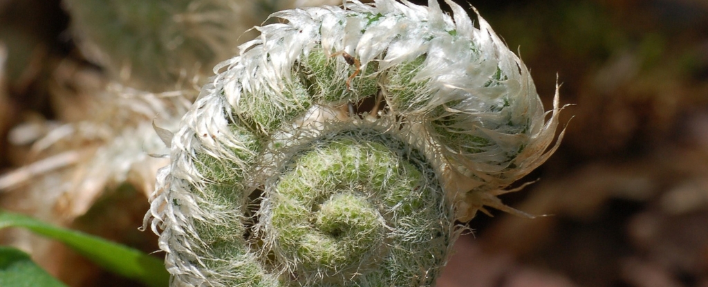 蕨類植物可以向後進化，挑戰對生命的普遍假設