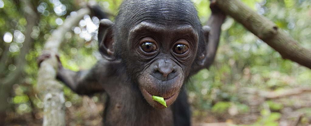 Bonobos รู้สิ่งที่คุณไม่รู้จักและยินดีที่จะบอกราคา