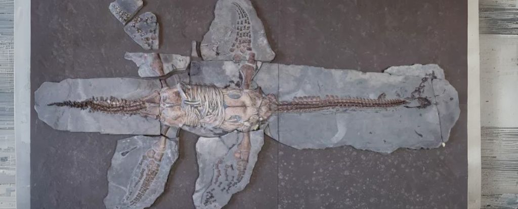 ฟอสซิลที่น่าตื่นตาตื่นใจเผยให้เห็นเครื่องชั่งเหมือนเต่าบน Jurassic Plesiosaur