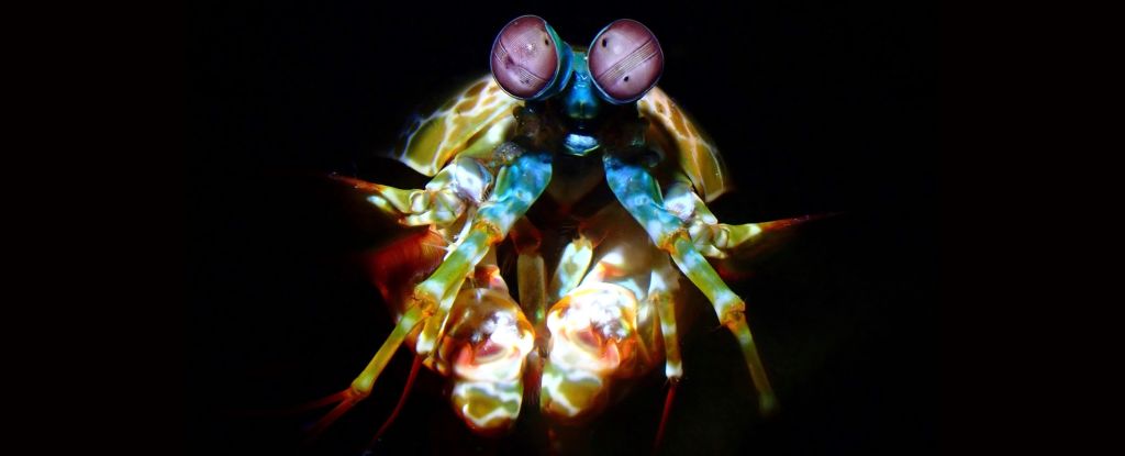 Mantis Shrimp เผยความลับในการรอดชีวิตจากคลื่นกระแทกที่ร้ายแรง