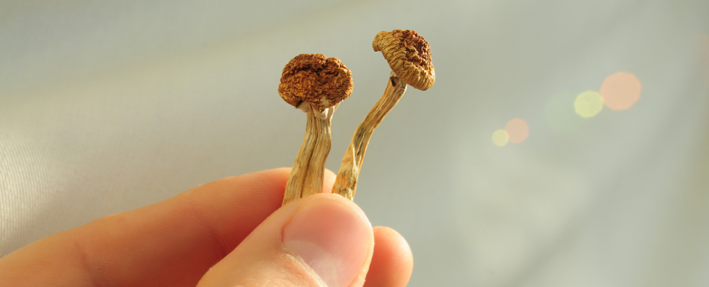 Psilocybin วางสมองหนูกลับมารวมกัน 'หลังจากการบาดเจ็บที่ศีรษะเล็กน้อย