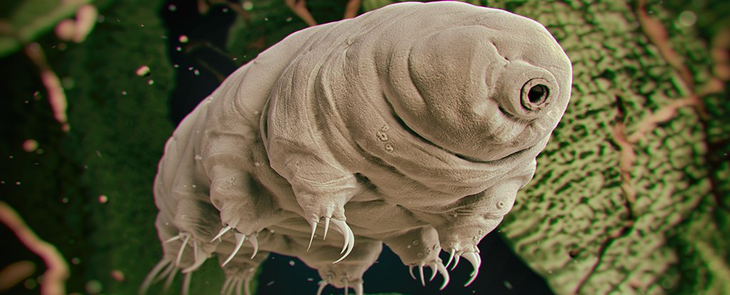 โปรตีน Tardigrade สามารถทำให้ผู้ป่วยมะเร็งมีหลักฐานการแผ่รังสีมากขึ้นในไม่ช้า