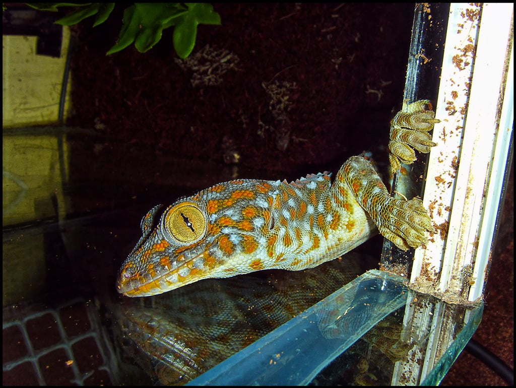 Tokay Gecko：關於這種非常受歡迎且迷人的蜥蜴的 15 個有趣事實
