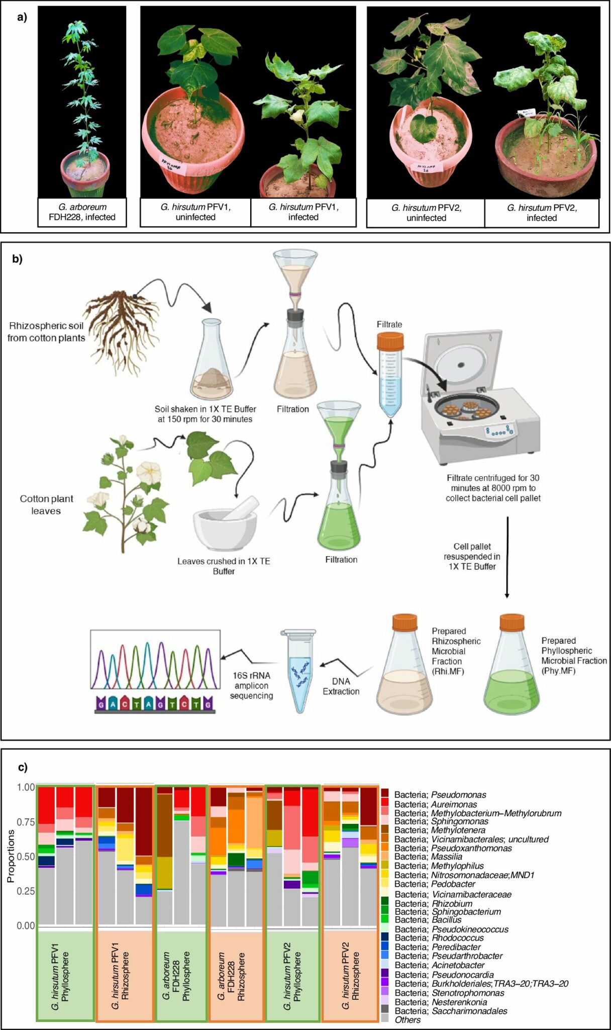 Microbiota移植為棉葉捲曲疾病提供了新的希望