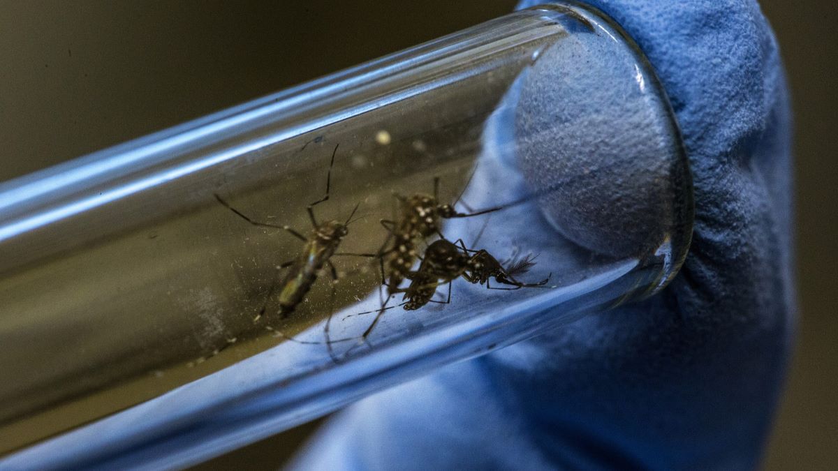 新的基因生物防治可減少攜帶疾病的蚊子