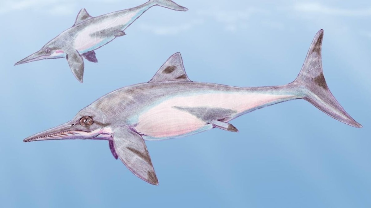 紐西蘭發現罕見的「恐龍時代」海豚狀海洋爬行動物化石