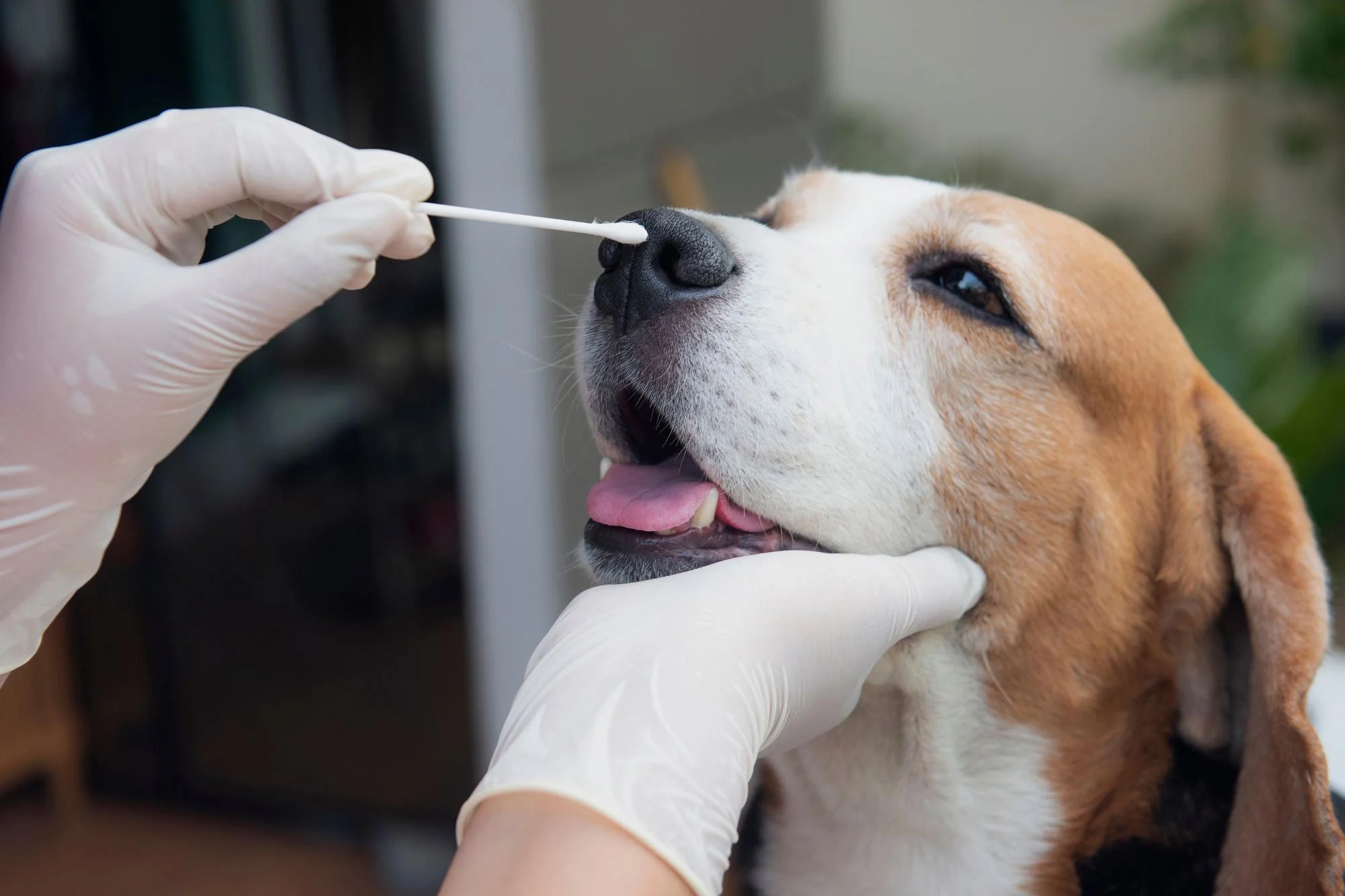 寵物主人要小心：家犬發現抗生素抗藥性沙門氏菌